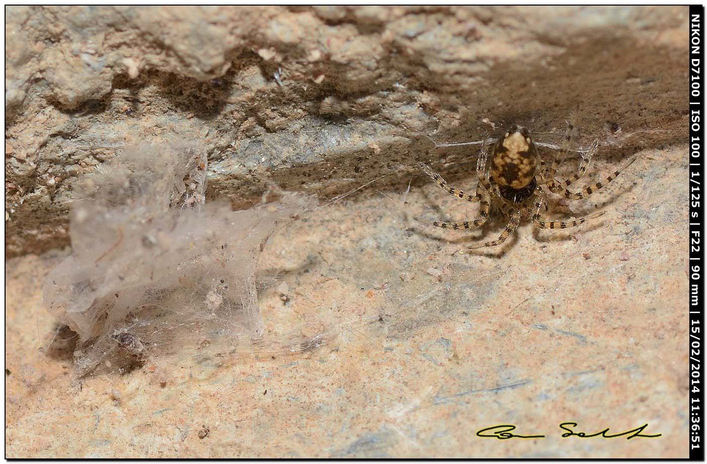 Oecobius maculatus ♂ da Alghero (SS)